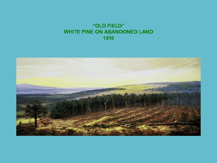 “OLD FIELD” WHITE PINE ON ABANDONED LAND 1910 