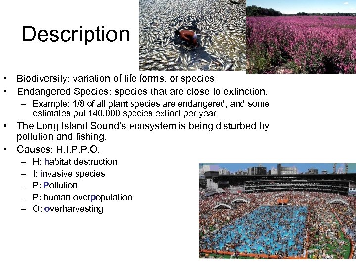 Description • Biodiversity: variation of life forms, or species • Endangered Species: species that