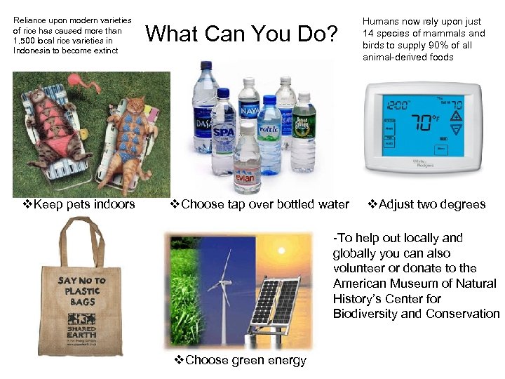 Reliance upon modern varieties of rice has caused more than 1, 500 local rice