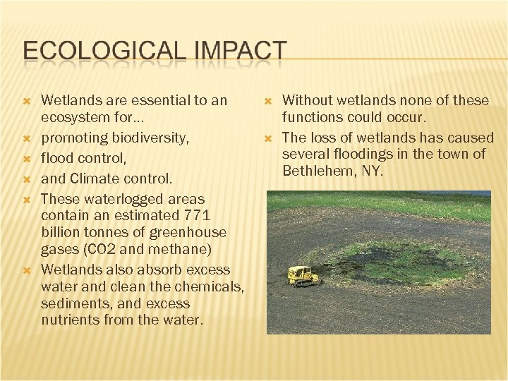  Wetlands are essential to an ecosystem for… promoting biodiversity, flood control, and Climate