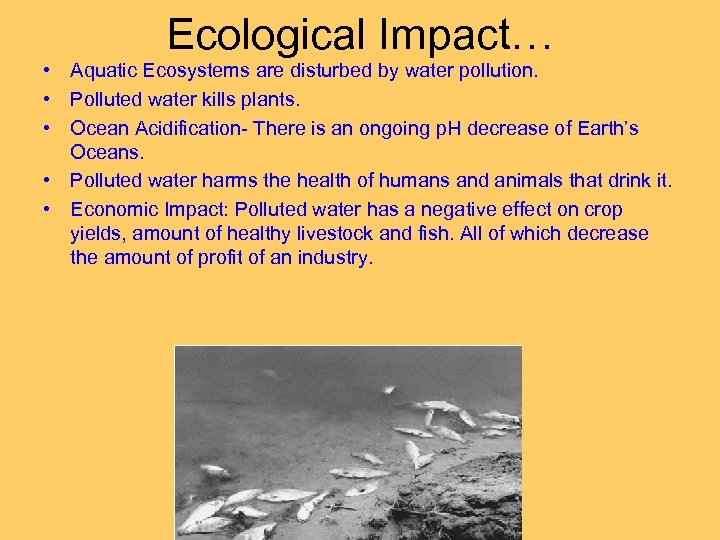 Ecological Impact… • Aquatic Ecosystems are disturbed by water pollution. • Polluted water kills