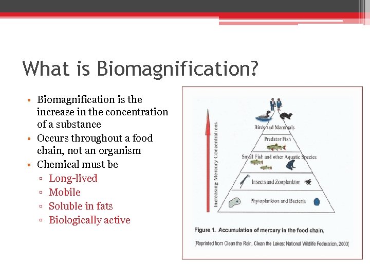 What is Biomagnification? • Biomagnification is the increase in the concentration of a substance