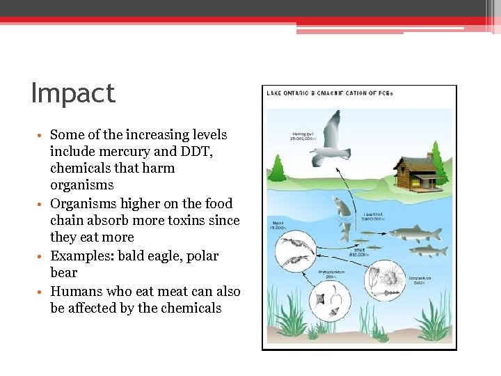 Impact • Some of the increasing levels include mercury and DDT, chemicals that harm