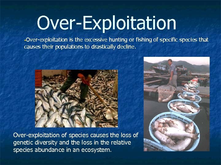 Over-Exploitation • Over-exploitation is the excessive hunting or fishing of specific species that causes