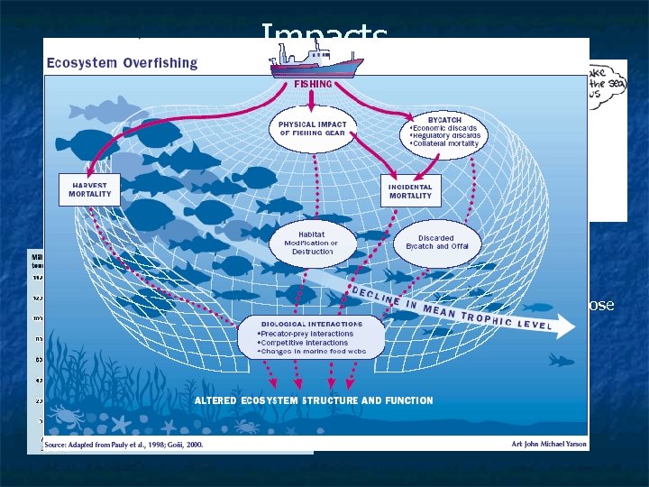Impacts n Decline of this species n n disrupts food web affects other species
