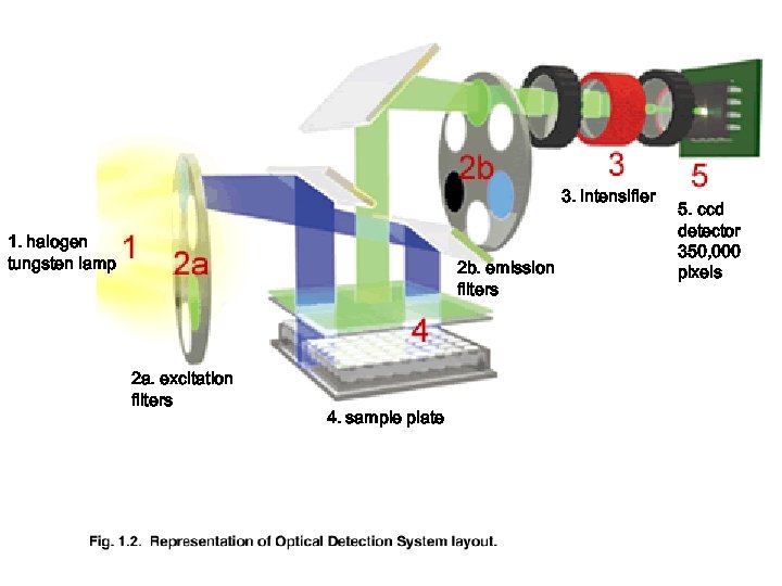 3. intensifier 1. halogen tungsten lamp 2 b. emission filters 2 a. excitation filters