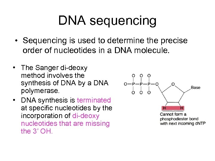 DNA sequencing • Sequencing is used to determine the precise order of nucleotides in