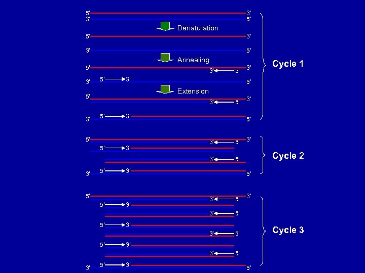 5’ 3’ 3’ 5’ Denaturation 5’ 3’ 3’ 5’ Annealing 5’ 3’ 3’ 5’