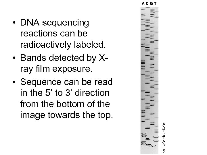 ACGT • DNA sequencing reactions can be radioactively labeled. • Bands detected by Xray