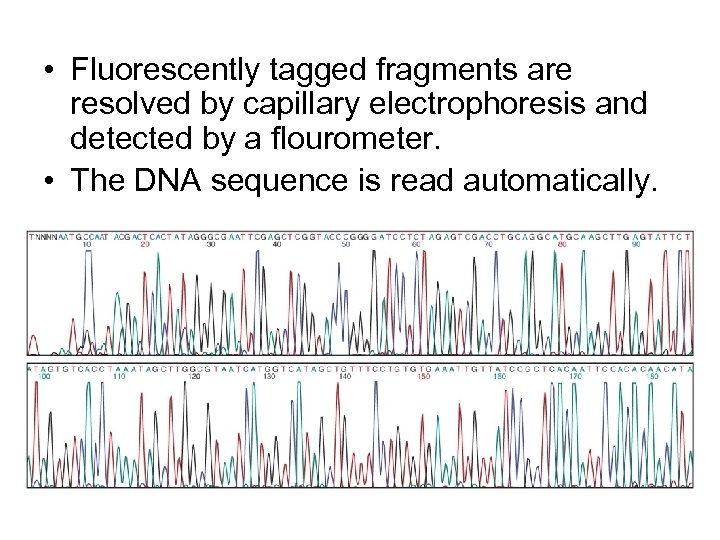  • Fluorescently tagged fragments are resolved by capillary electrophoresis and detected by a