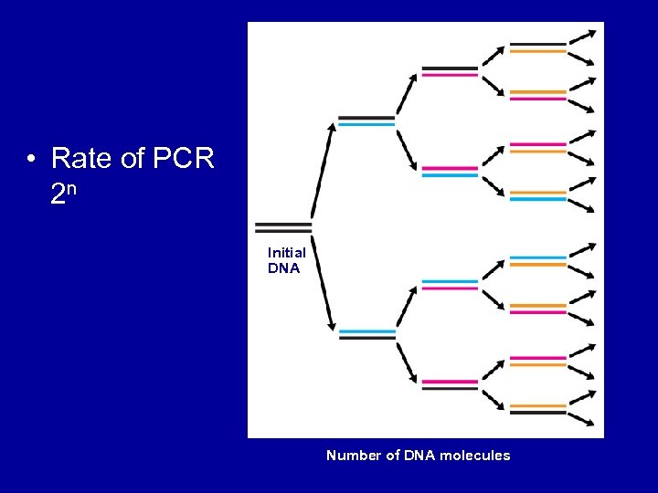  • Rate of PCR 2 n Initial DNA 1 2 4 Number of