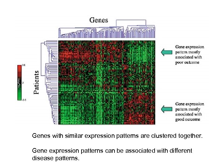 Genes with similar expression patterns are clustered together. Gene expression patterns can be associated