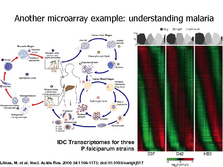 Another microarray example: understanding malaria IDC Transcriptomes for three P. falciparum strains Llinas, M.