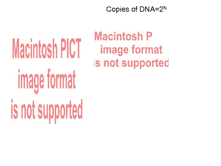 Copies of DNA=2 N 