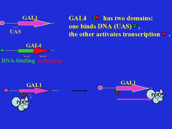 GAL 4 has two domains: one binds DNA (UAS) , the other activates transcription