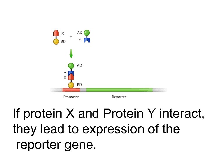 If protein X and Protein Y interact, they lead to expression of the reporter