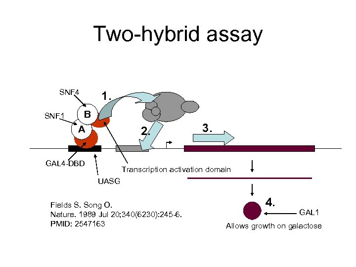 Two-hybrid assay SNF 4 SNF 1 1. B A 2. GAL 4 -DBD 3.