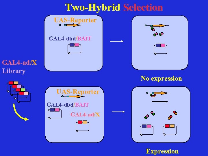 Two-Hybrid Selection UAS-Reporter GAL 4 -dbd/BAIT GAL 4 -ad/X Library No expression UAS-Reporter GAL