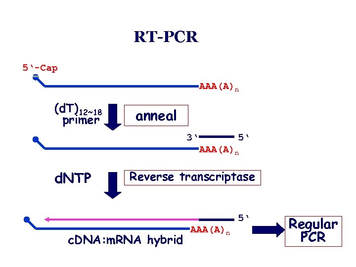 RT-PCR 5‘-Cap m. RNA (d. T)12~18 primer AAA(A)n anneal 3‘ 5‘ AAA(A)n d. NTP