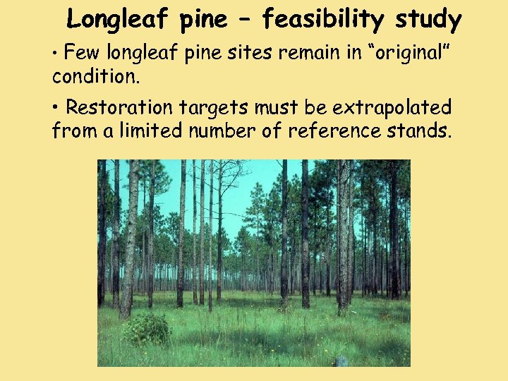 Longleaf pine – feasibility study • Few longleaf pine sites remain in “original” condition.