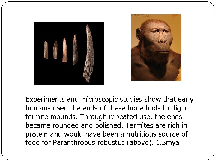 Experiments and microscopic studies show that early humans used the ends of these bone