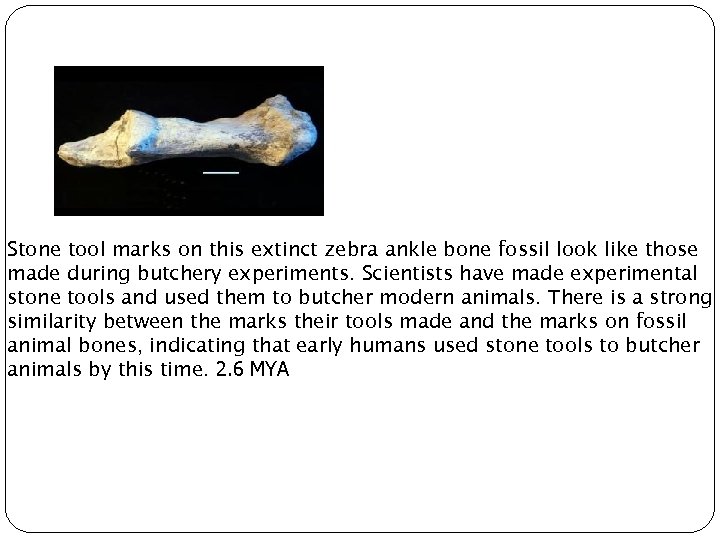 Stone tool marks on this extinct zebra ankle bone fossil look like those made