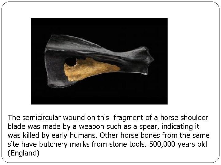 The semicircular wound on this fragment of a horse shoulder blade was made by