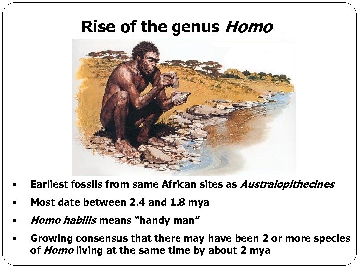 Rise of the genus Homo • Earliest fossils from same African sites as Australopithecines