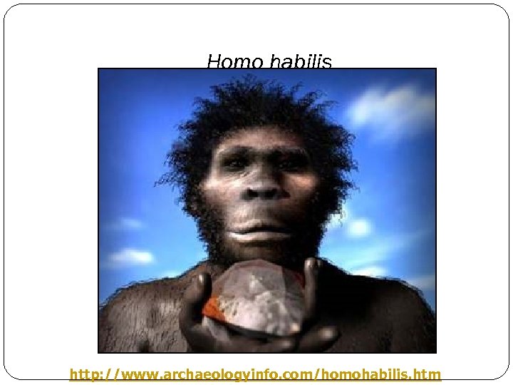 Homo habilis http: //www. archaeologyinfo. com/homohabilis. htm 