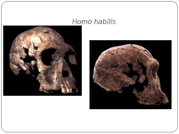 Homo habilis 