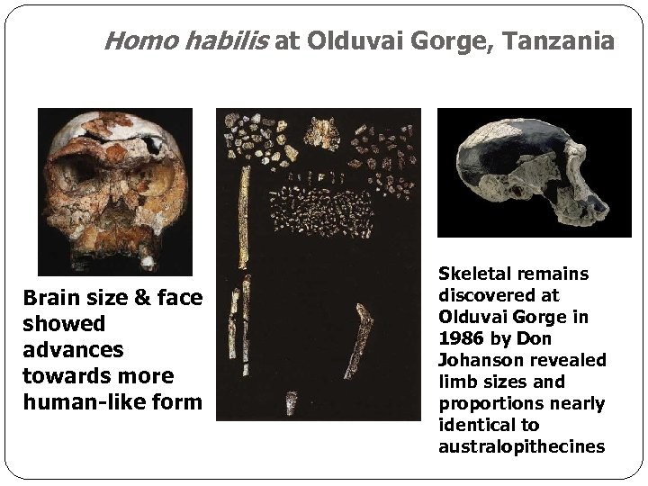 Homo habilis at Olduvai Gorge, Tanzania Brain size & face showed advances towards more