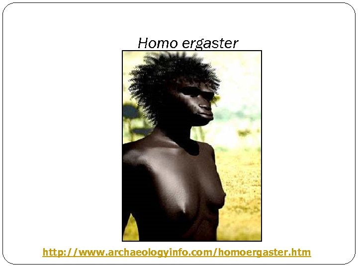 Homo ergaster http: //www. archaeologyinfo. com/homoergaster. htm 