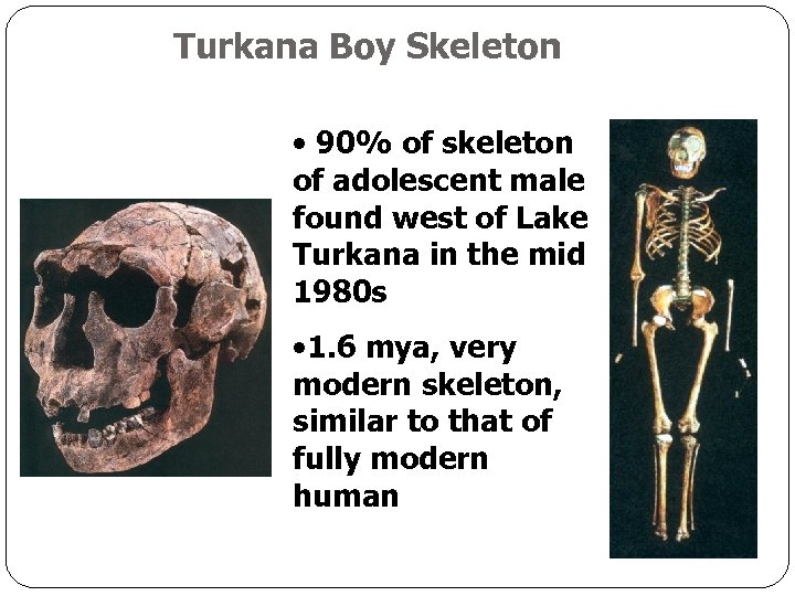 Turkana Boy Skeleton • 90% of skeleton of adolescent male found west of Lake