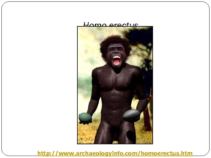 Homo erectus http: //www. archaeologyinfo. com/homoerectus. htm 