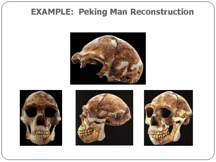 EXAMPLE: Peking Man Reconstruction 