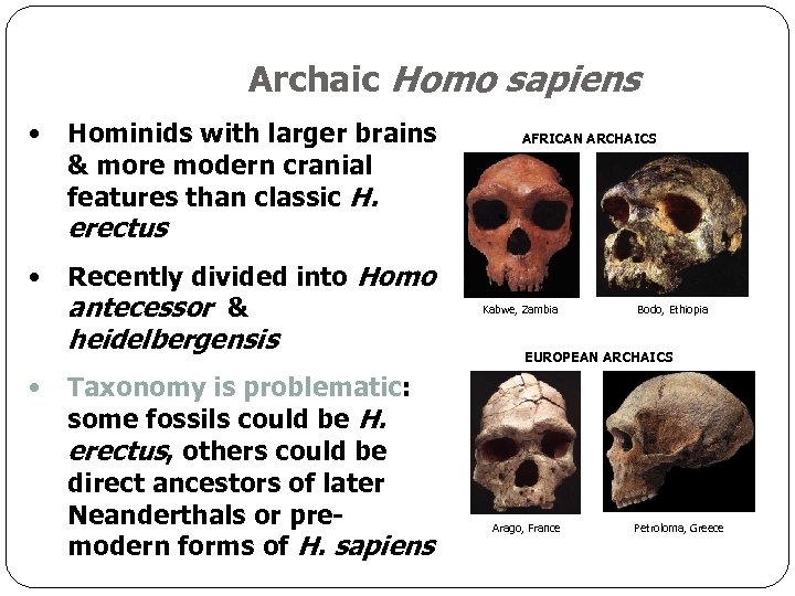 Archaic Homo sapiens • Hominids with larger brains & more modern cranial features than