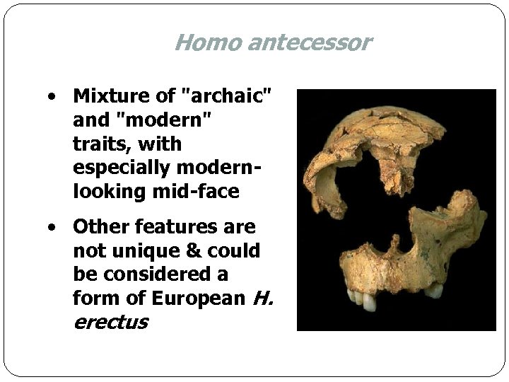 Homo antecessor • Mixture of 