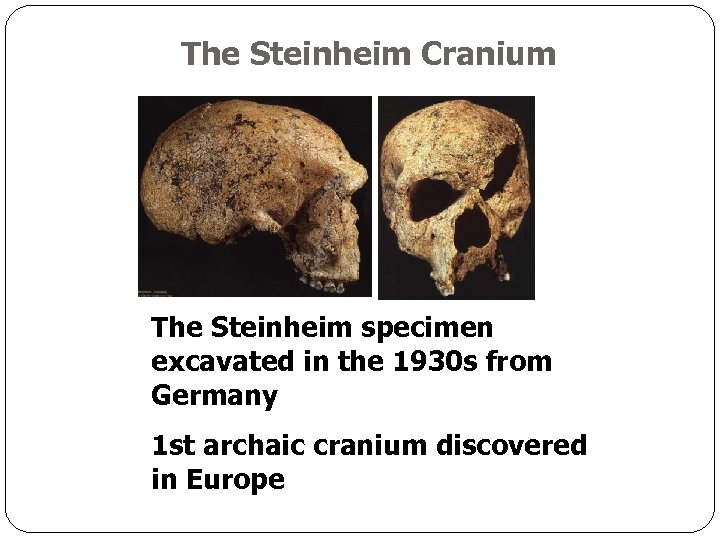 The Steinheim Cranium The Steinheim specimen excavated in the 1930 s from Germany 1