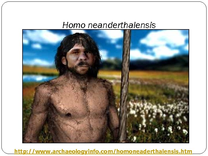 Homo neanderthalensis http: //www. archaeologyinfo. com/homoneaderthalensis. htm 