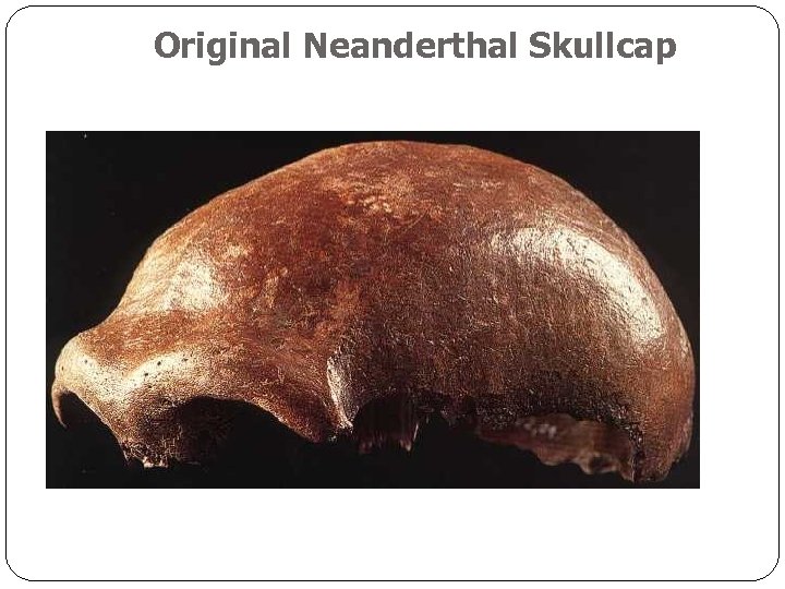 Original Neanderthal Skullcap 