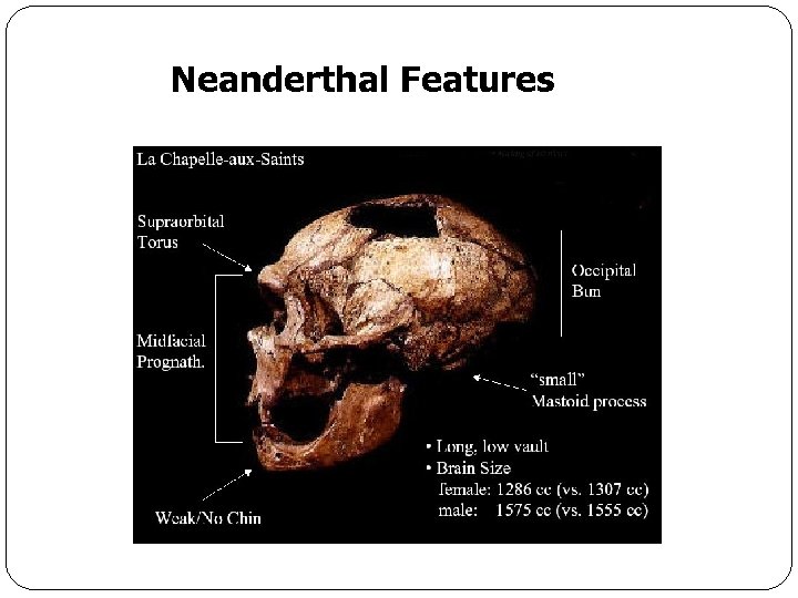 Neanderthal Features 