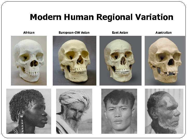 Modern Human Regional Variation African European-SW Asian East Asian Australian 