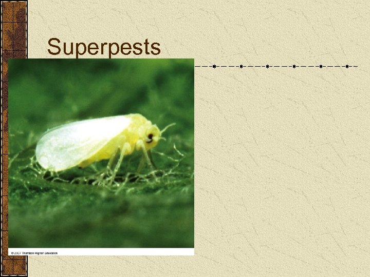 Superpests 