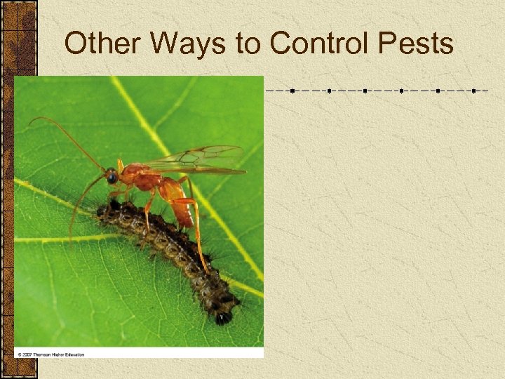 Other Ways to Control Pests 