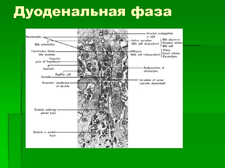 Дуоденальная фаза 