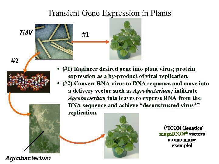 Transient Gene Expression in Plants TMV #1 #2 • (#1) Engineer desired gene into