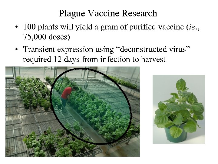 Plague Vaccine Research • 100 plants will yield a gram of purified vaccine (ie.