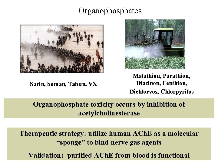 Organophosphates Sarin, Soman, Tabun, VX Malathion, Parathion, Diazinon, Fenthion, Dichlorvos, Chlorpyrifos Organophosphate toxicity occurs