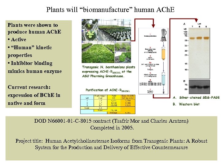 Plants will “biomanufacture” human ACh. E Plants were shown to produce human ACh. E