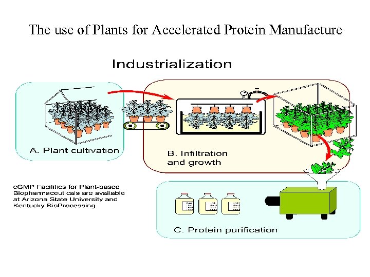 The use of Plants for Accelerated Protein Manufacture 